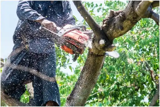 tree services Shadow Lake